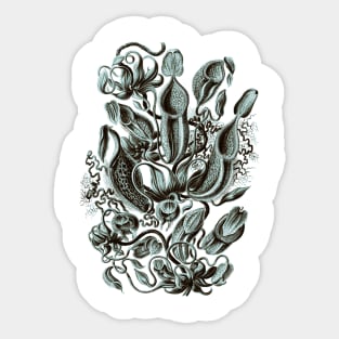 Ernst Haeckel Pitcher Plant  Teal Sticker